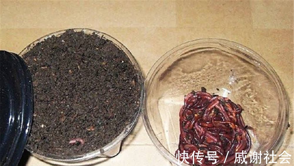 钓鱼技巧:蚯蚓饵料的非常规用法,不直接做饵料,钓鱼老手才懂得