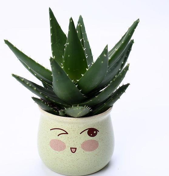 芦荟爆盆法,点中4个“养护穴”,叶片杠杠厚,爆满“肥崽子”