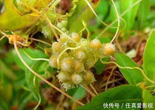 这种野草是寄生植物,藤条满山爬,价值珍贵作用多,人称黄丝藤
