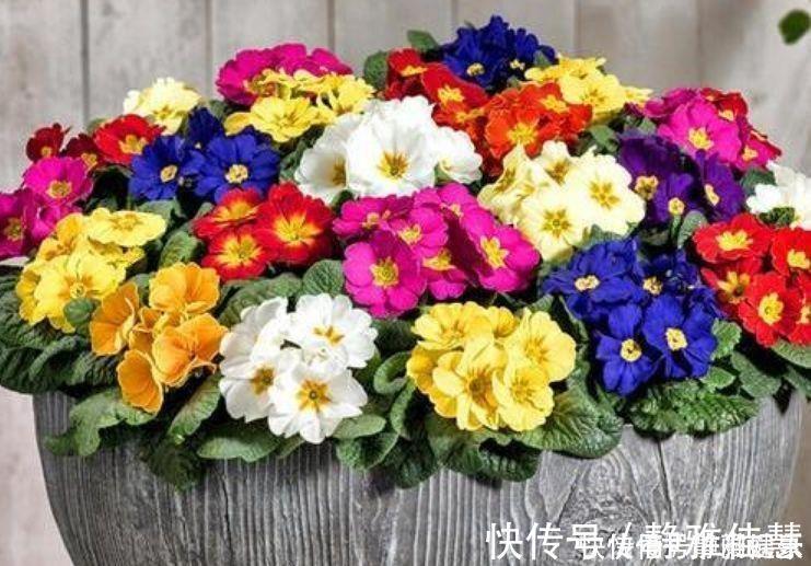 春花|几种花卉耐阴耐寒,养在家里一整年都有好运气,日子红火财运滚滚