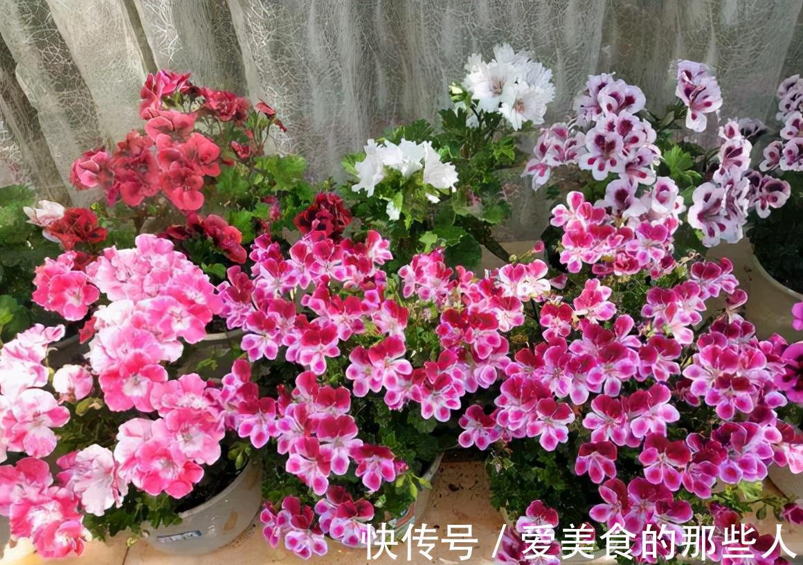 路上看到“三种花”,择点枝带回家,温度低易生根“繁殖”一大群