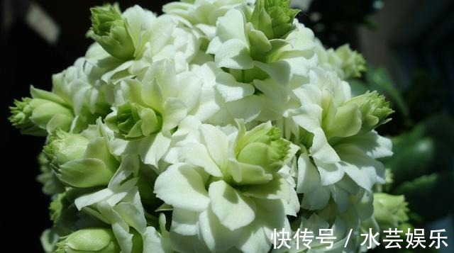 绿巴黎|最有仙气的花卉,号称爆盆小能手,花名浪漫,花色珍稀,四季开花