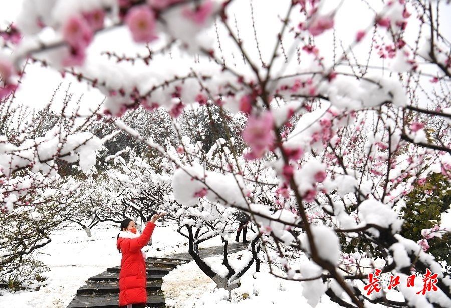 赏梅|瑞雪兆新春，梅香醉游人