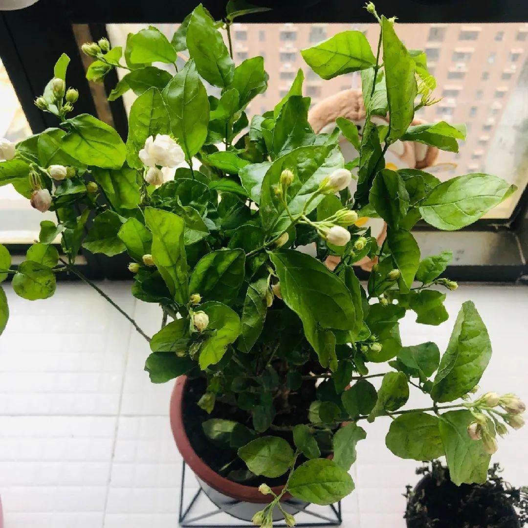 花苞|公认难养的花，养一盆死一盆，从来没有养活过！