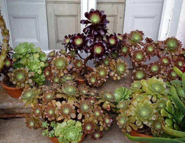 多肉界的“大魔头”黑法师,养护就3点,一年窜了半米高,变老桩