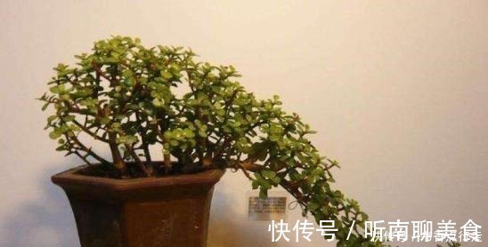 老桩|家里养金枝玉叶,几件“小事”做好了,小苗快速变老桩,枝繁叶茂