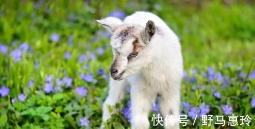 小男孩|男童目睹家长两次虐猫,从极力阻止到助纣为虐,短时间内性情大变