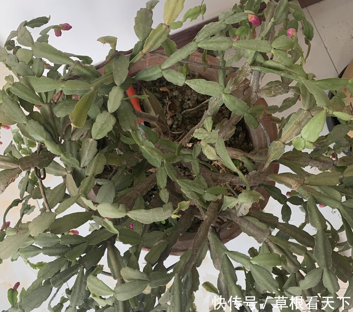 刘大娘养的蟹爪兰,10年时间,长成“蟹爪兰树”,开出花苞雨