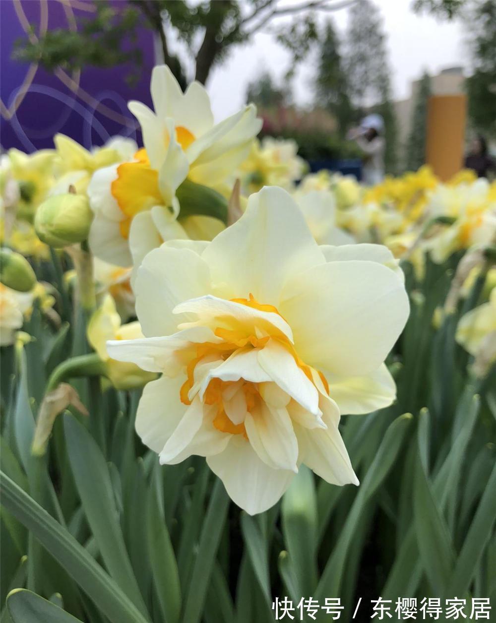 养花试试这几款，是冬春季节不可缺少的花卉之一