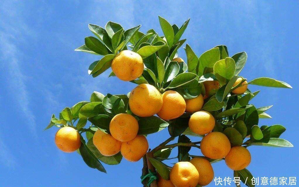 冬天养“几种”盆景，很耐寒冻不伤，造型好看果子也漂亮