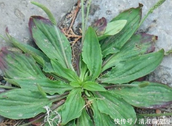 过去是穷人的“救命菜”，晒干能够泡茶喝，人称尿床草，来了解下