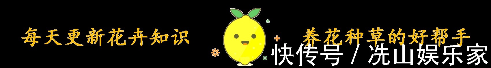 生活垃圾做养花肥，再好不过，月季花用了就猛长！