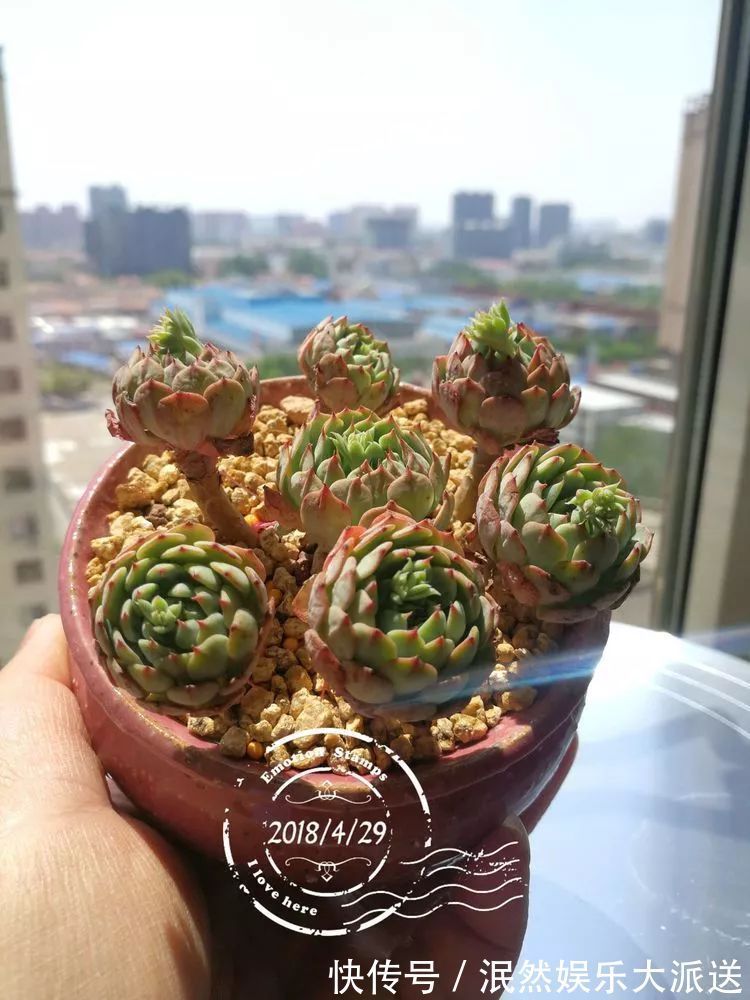 蚧壳虫|为肉痴狂!多肉植物也会用最美的容颜报答我们的勤劳付出!