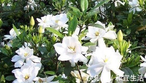 春夏秋冬|养花就养个花期长的，花大色艳，开花美长势旺，黄绿交辉