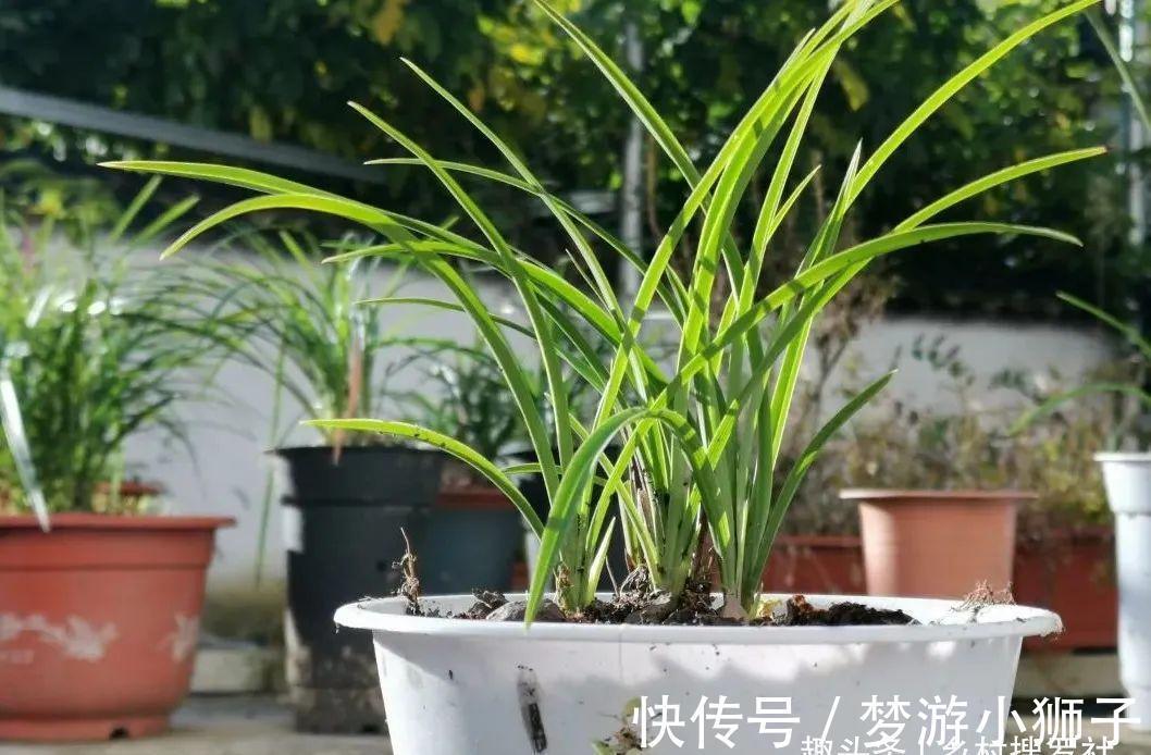 这样的兰花,还能恢复生机?兰友都不敢相信了