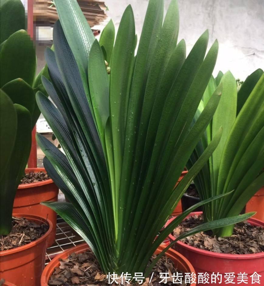 10大健康花,建议养一盆,不但能吸废气制氧气,还好养贵气