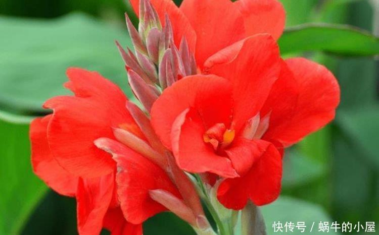 4种“漂亮花”,好打理易爆盆,花朵粉嫩丰腴,绚丽夺目