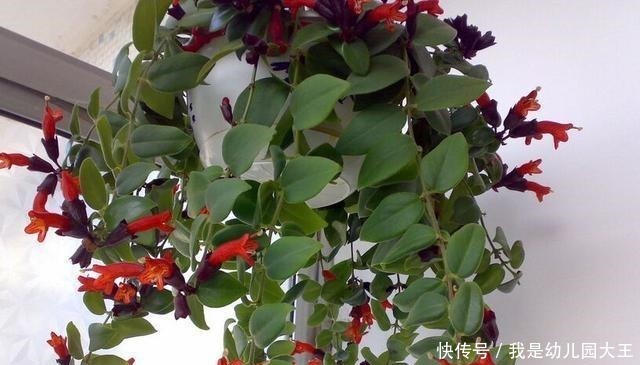 姐姐养了8年的口红吊兰，从二楼垂下来，开花红火，远看像极了画！