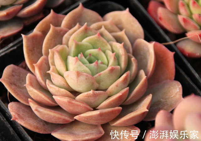 密封|多肉不好养给它喂点“这种水”,快速上色越长越旺,爆盆不是梦