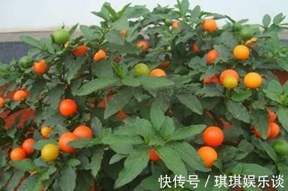 养花不如种这“果”,沾土就活,阳台种一盆,果子挂到来年3月