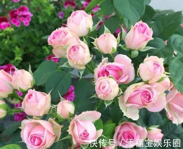 芍药|农历十一月大雪过后,养什么花?家里养3种花,健健康康快乐年年