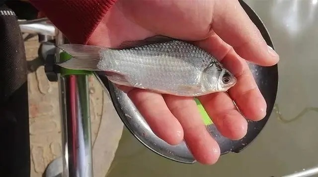 冬钓打窝妙法,注意这三个细节,新手都能轻松爆护