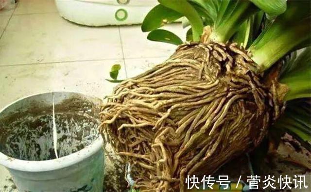 秋天养君子兰,盆土里加点它,叶片蹭蹭长爆盆,一盆开花30朵