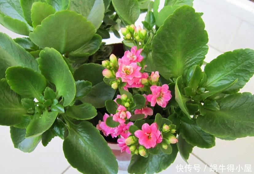 盆栽|养花就养这5款植物,大吉大利,盆栽打理方法简单