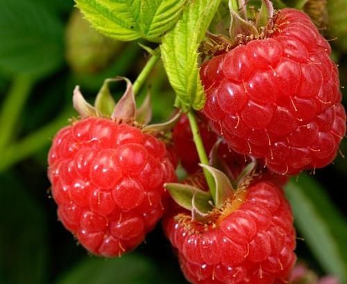 女人都想氣色好，吃以下食物，淡化色斑，預防皺紋，提高免疫力