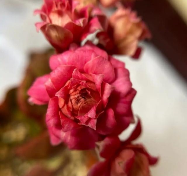 75个长寿花品种,一个比一个美,一起来认识一下吧!