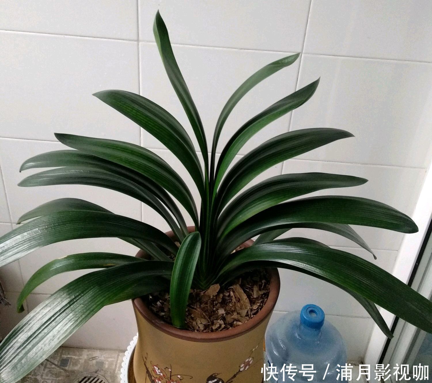 君子兰|君子兰叶片发黄乱糟糟只需换个位置,叶片绿油油,规律似蒲扇