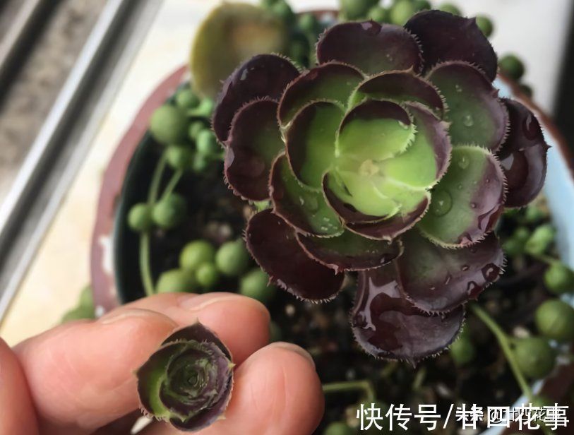 侧芽|多肉一直独杆单头？6个小方法，轻松长满侧芽，独苗爆头变群生