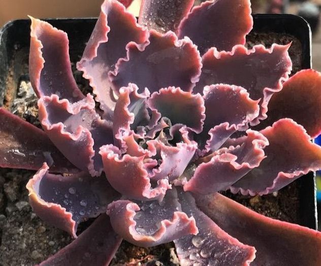 露养的多肉植物放进屋子化水了赶紧学会这些，狂长不冻伤