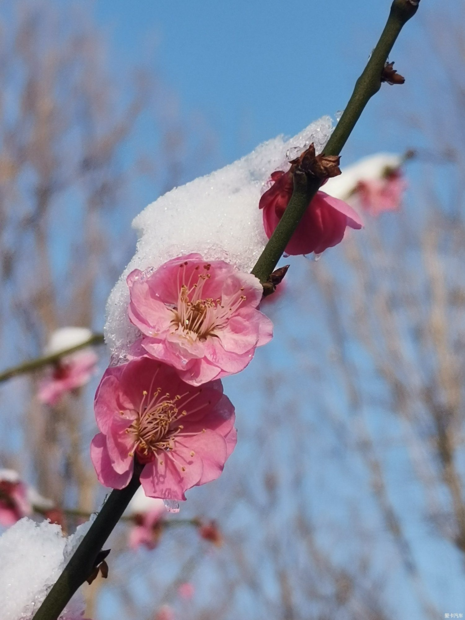 老年|【爱卡踏青季】踏雪寻梅