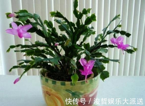 长寿花和蟹爪兰可以做邻居吗原来这么“养”,枝叶茂密花开不断