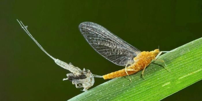 小时|吉尼斯世界之最寿命最短的昆虫,只能活几个小时,朝生暮死