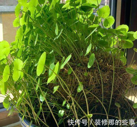 栀子花|夏天,这五种花多浇水,叶绿肥大,长势很良好