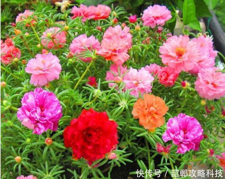 新手|“4种花”最好养,半月浇水一次,花开压弯枝头,适合新手养