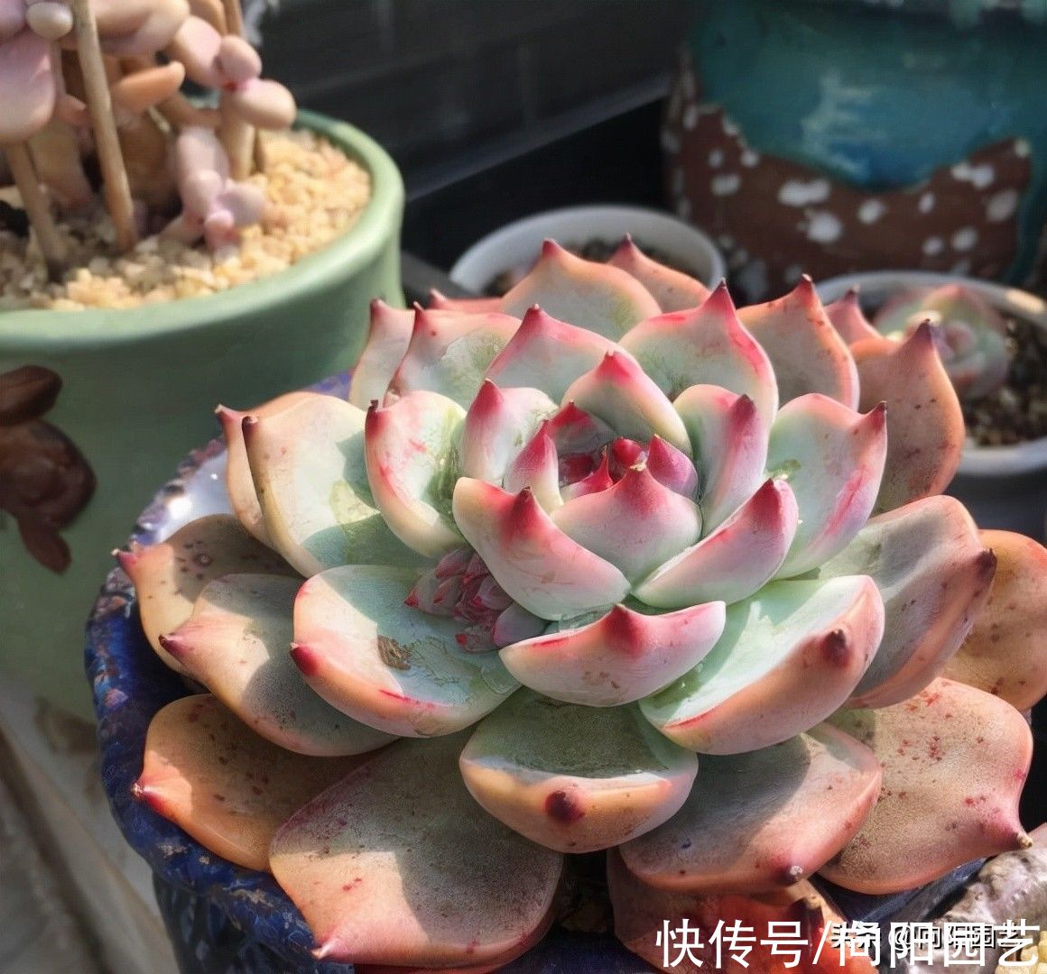 养死|多肉好看不好养，想要养好它！“先要有环境，后要有技术”