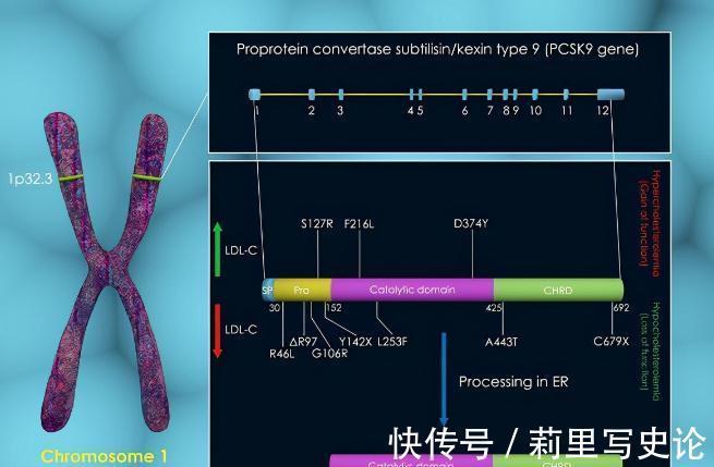 疫苗|“血脂疫苗”正式启用了，每年只需注射两次，什么人都可以打？