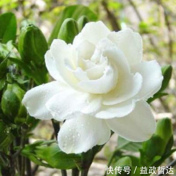 玫瑰|家养此款花卉,美如玫瑰,仙气十足,四季花开不停,阳台变花海