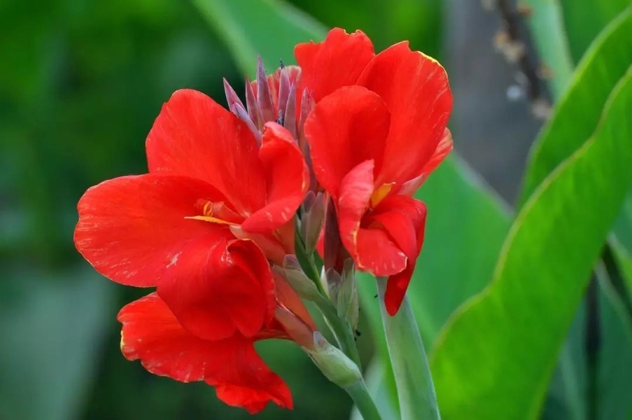 此花是绿化、美化、净化环境的理想花卉，象征着坚持到底的精神