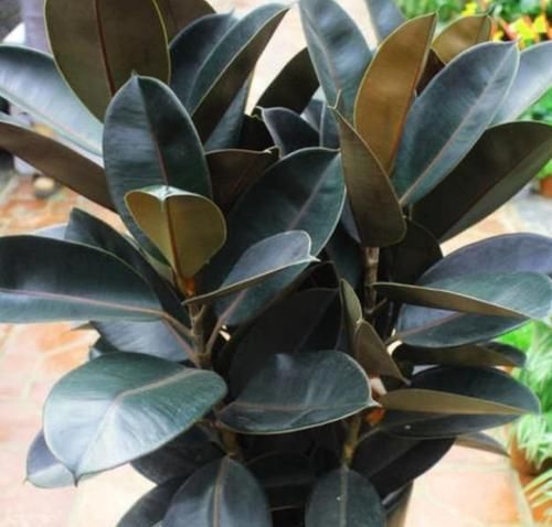 有钱人都养3种花,净化空气,还能很好的旺运,财源广进