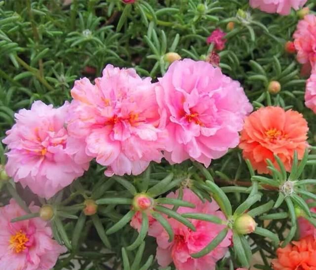 太阳花|5种漂亮花，夏天要“强剪”，剪的狠，花枝多，开出一盆花