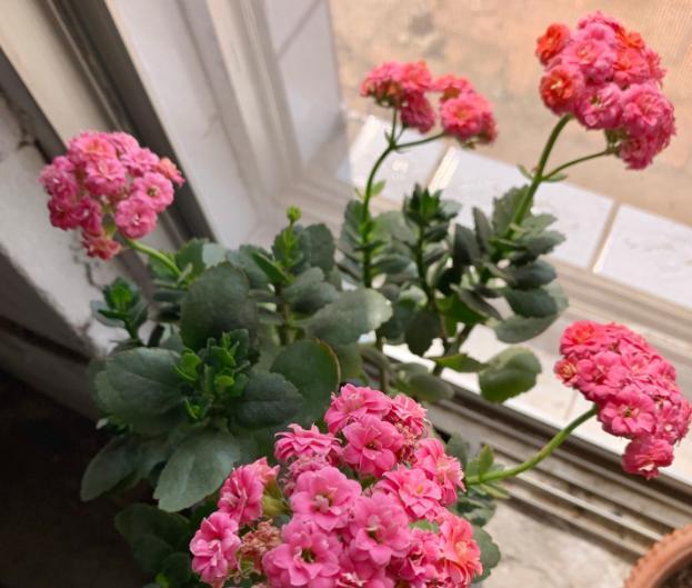 水溶肥|秋养君子兰、蟹爪兰、长寿花,注意这些,植物成长开花不受干扰