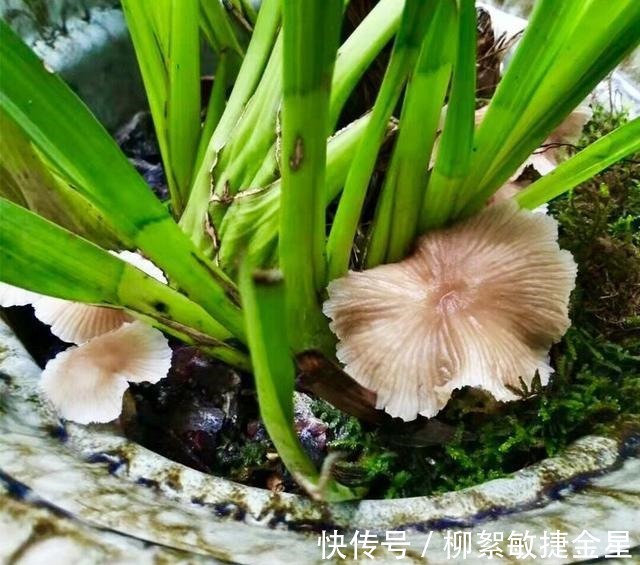 兰花盆内长蘑菇的原因,及对兰花的影响,和处理方法!