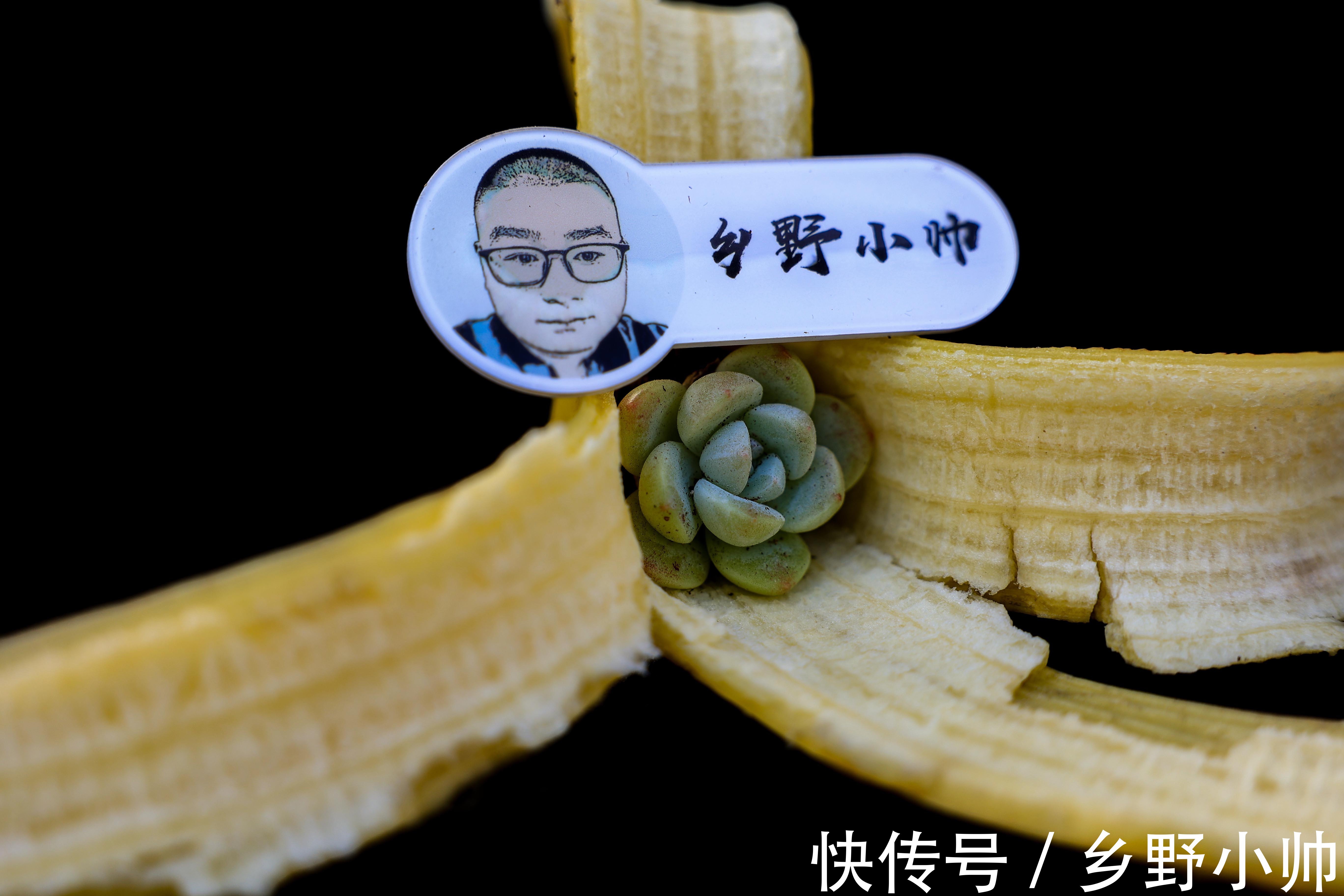 多肉长黑斑怎么办?了解原因做好预防,让多肉远离黑斑病