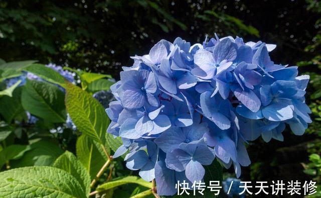 扦插|趁热快进行扦插，以下花扦插正当时，养护到位，生根发芽没问题