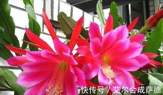 4种花全年都开花,养在阳台特合适,浇水就疯长,开花爆盆很容易