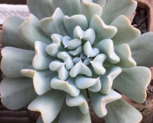 多肉特玉莲怎么养教你3个小妙招，养出最奇特多姿的特玉莲